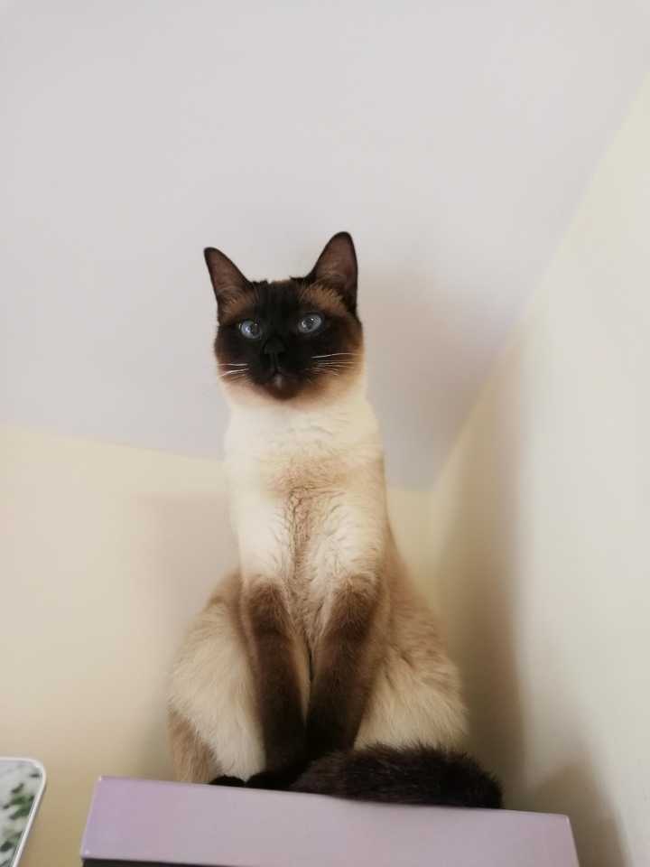 养长毛猫是一种什么样的体验?