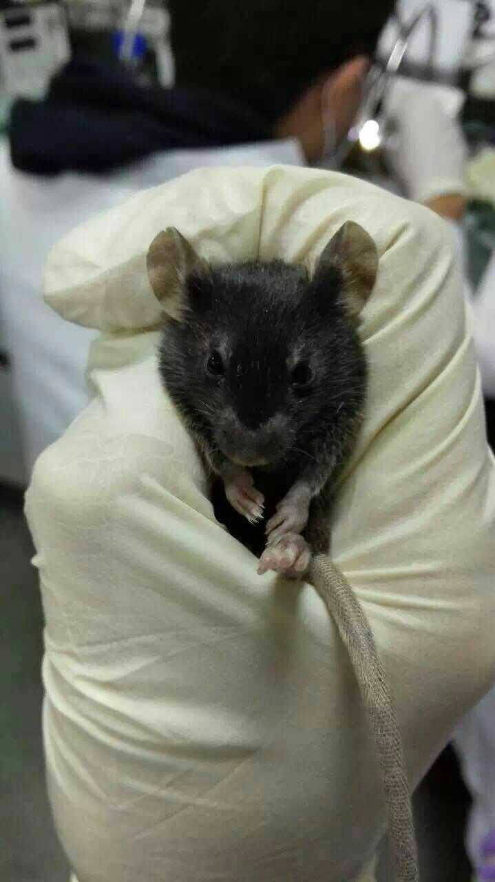 为什么实验小鼠都是小白鼠,而不是小黑鼠或灰鼠呢?