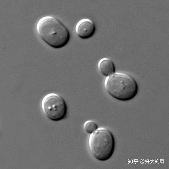 显微镜观察到的酵母细胞图