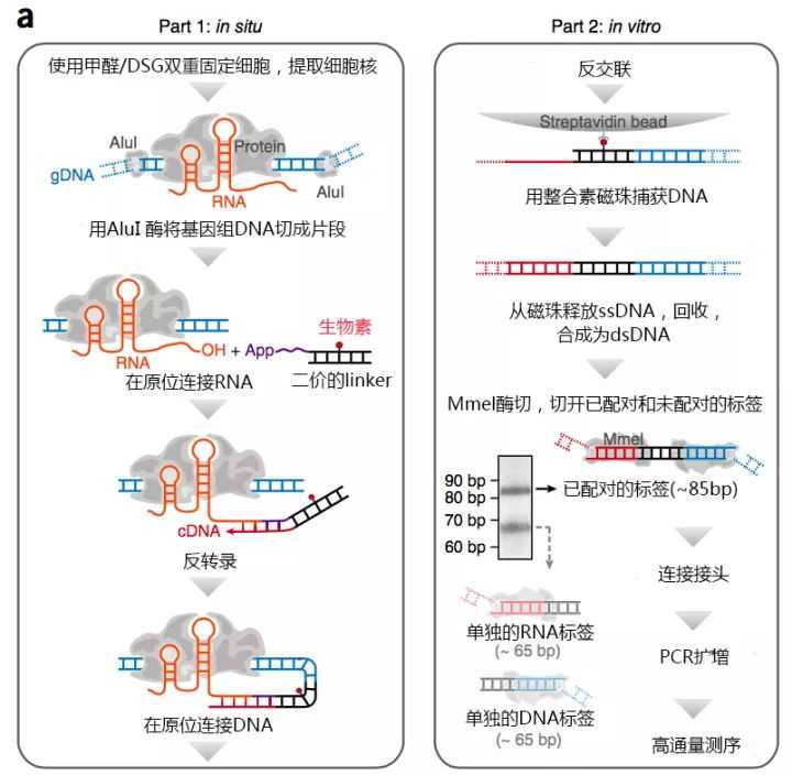 振奋人心的3D基因组技术：GRID-seq探索RNA-DNA相互作用图