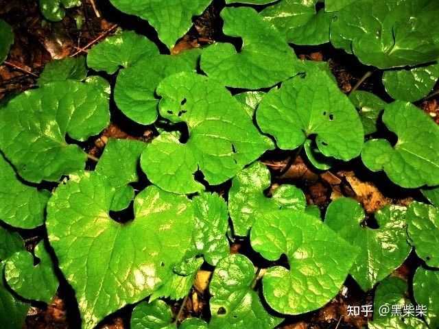 日语的葵 あおい 到底是什么植物 来自日本的黑柴柴的回答 知乎