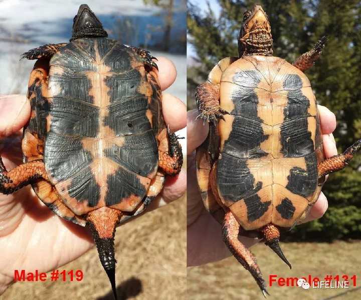 黄喉拟水龟雌雄辨别图图片