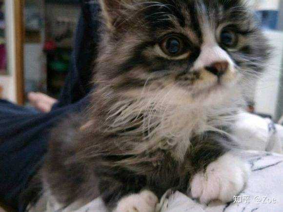 这是长毛的狸花吗 知乎