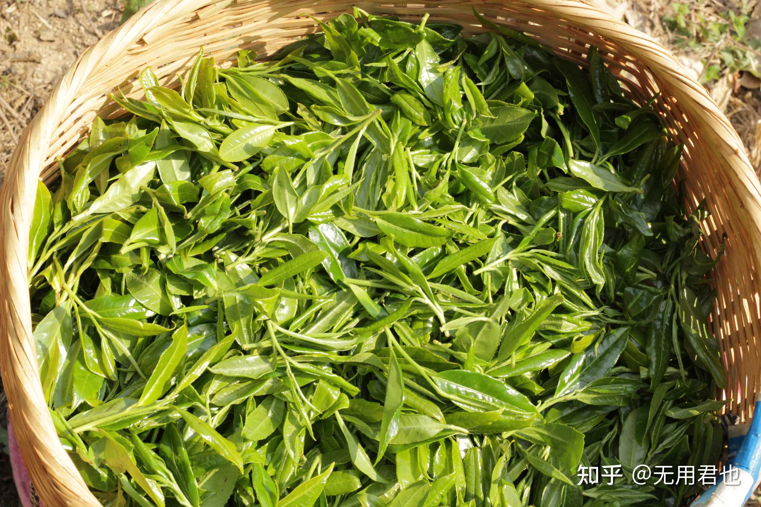 无用君也 的想法: #勐麻河古树茶# 双江县勐库:位于云南省… - 知乎