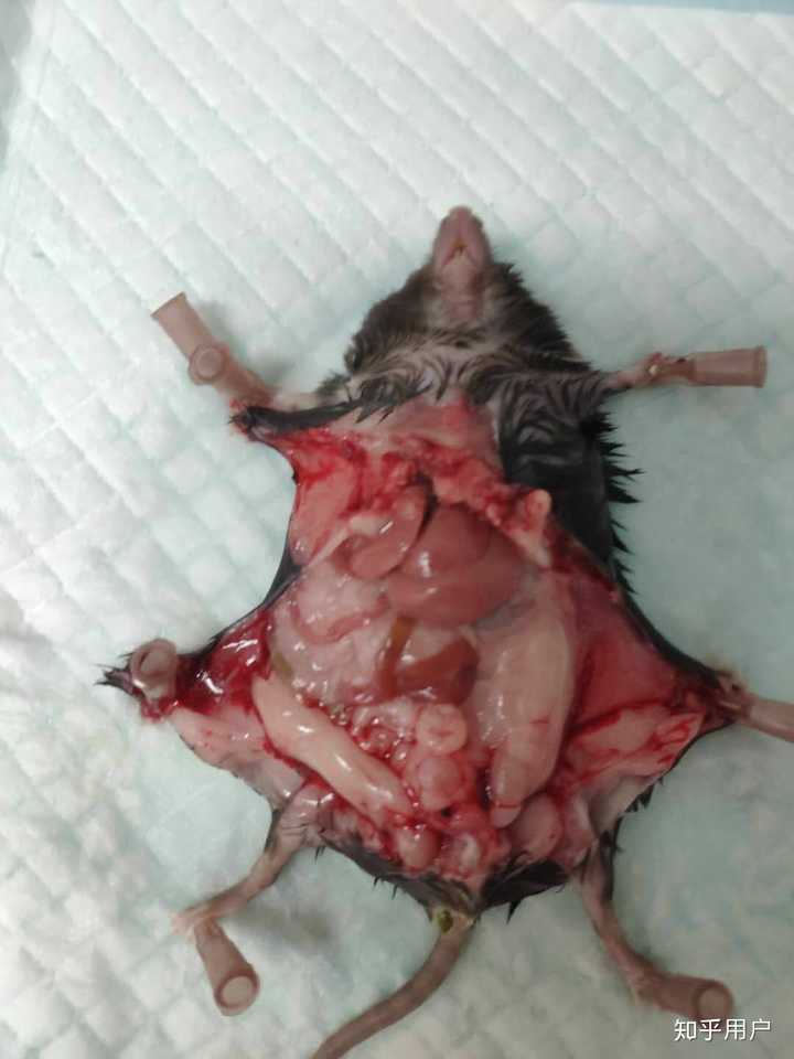 谢谢大家的点赞关注,提问区问的比较多的让上传一个对照组小鼠体内