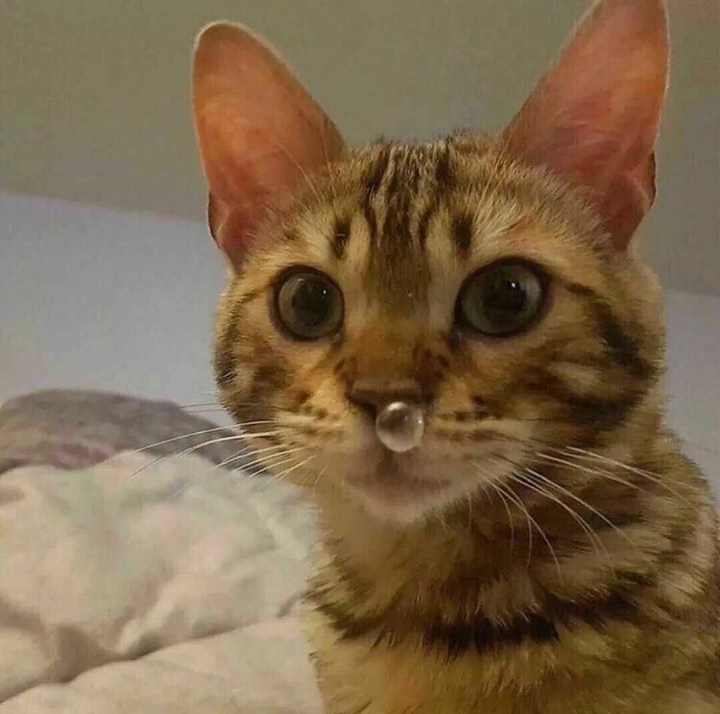 如果你穿成修仙文里的第一美人女配你会怎么样? - 知乎