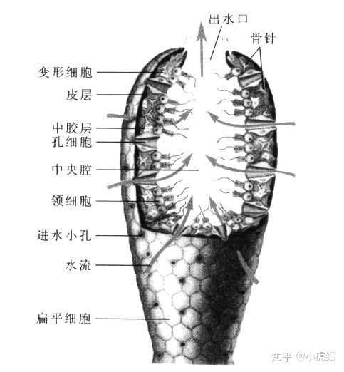 多孔动物又称为海绵动物,其个体细胞排列疏松,彼此有联系但又不那么