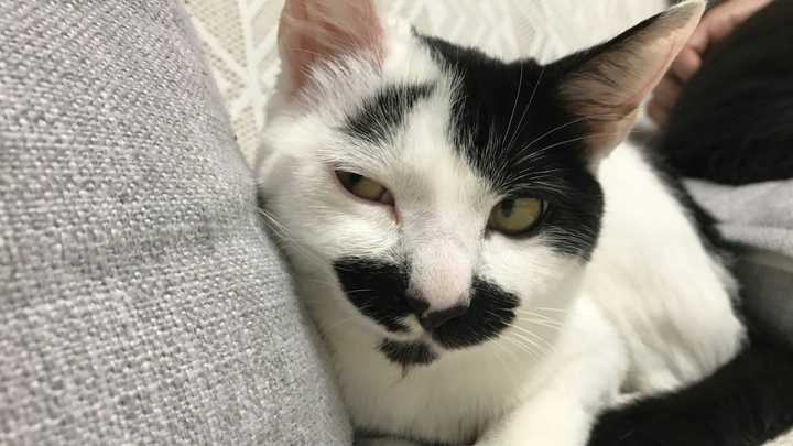 养一只丑丑的宠物是一种怎样的体验?