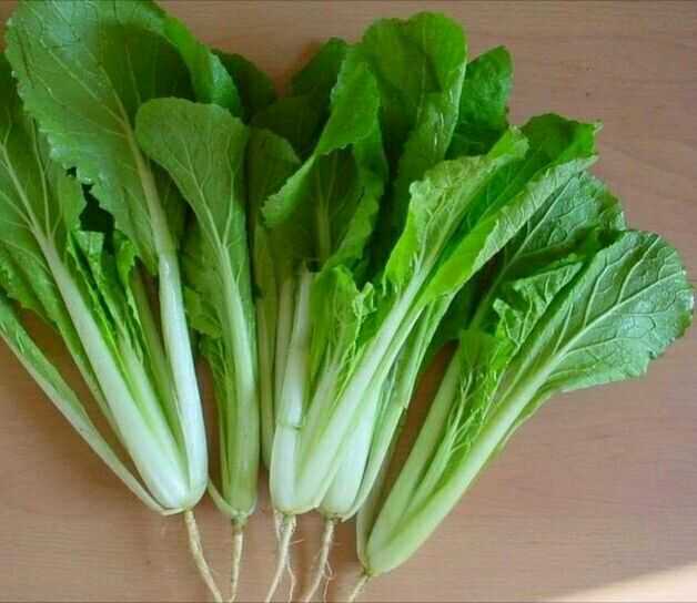 怎样区分小白菜 白菜 小青菜 青菜 菠菜 油菜 油麦菜 生菜 茼蒿 莴苣 卷心菜 芥菜等蔬菜 知乎 怎样区分小白菜 白菜 小青菜 青菜 菠菜 油菜 油麦菜 生菜 茼蒿 莴苣 卷心菜 芥菜等蔬菜 知乎