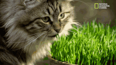 什么情况下该给猫猫吃化毛膏 另外喂食猫草或天然椰子油是不是优于化毛膏 知乎