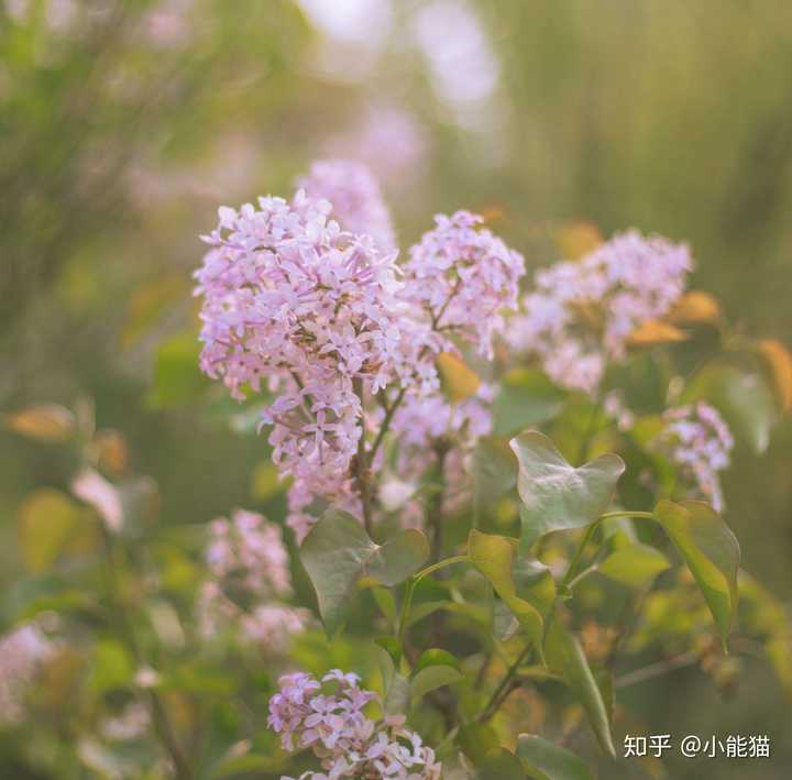 哈哈,不要脸发张自己拍的花,还挺有土味鸡汤文那味