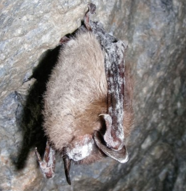 既然新冠病毒与蝙蝠可以共生,能不能通过研究蝙蝠,找出蝙蝠体内可以