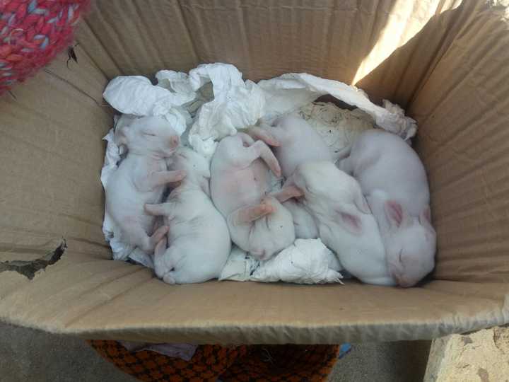 勉强算是半个微笑天使吧 然后我家还养了一对兔子,生下来一群兔宝宝