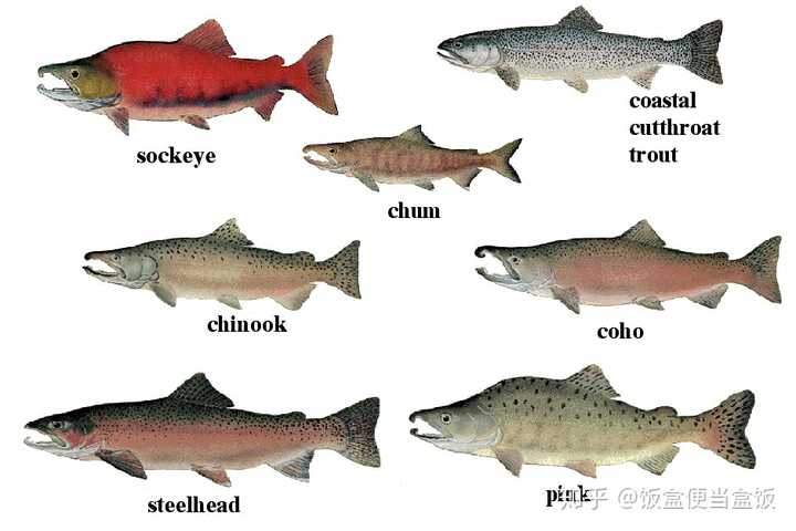三文鱼和帝王鲑有什么区别 帝王鲑鱼与三文鱼的区别图片 凯环网