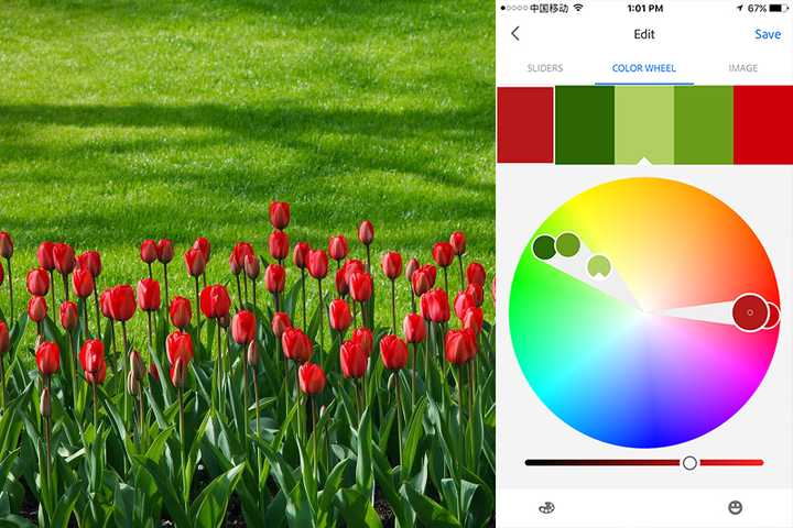 比如看到花园的一组郁金香,大自然提供典型红绿配色