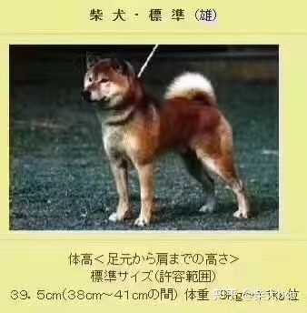 柴犬大约能长到多少斤 知乎