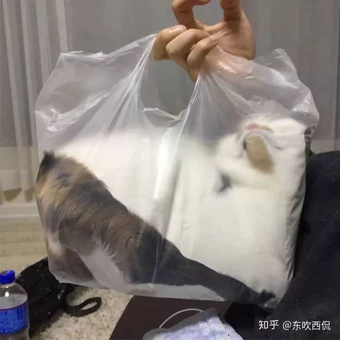 为什么猫咪能像液体一样
