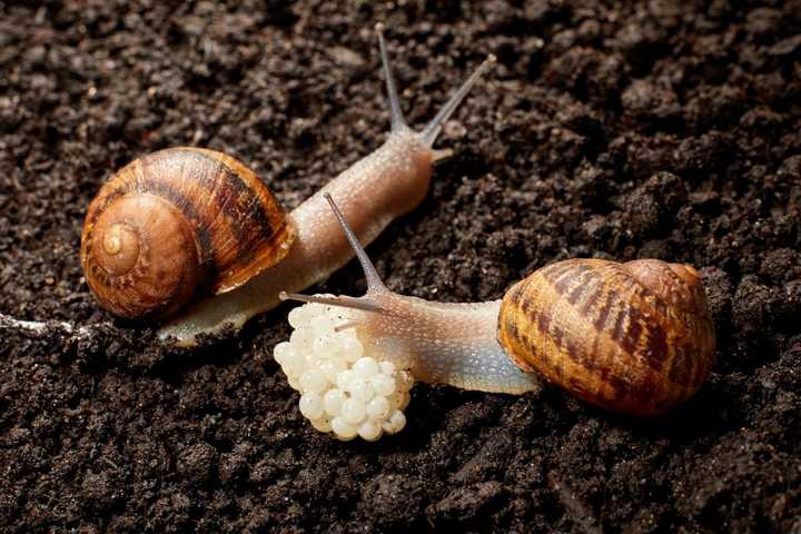 蜗牛 是如何在漫长的进化中生存下来的 这类生物在各方面有何优势与劣势 古明地恋的回答 知乎
