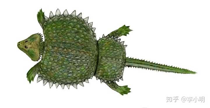 盾齿龙类归为鳍龙超目,是海生爬行类与蛇颈龙类有共同祖先.