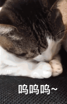 有没有给女朋友认错的表情包?