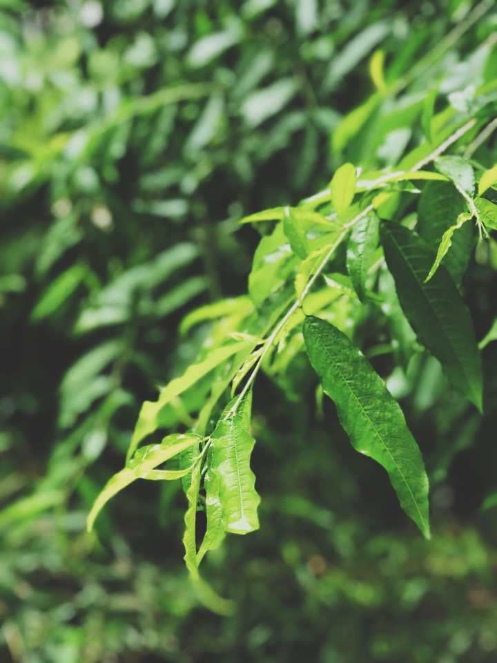 有哪些好看到爆的绿色系壁纸?