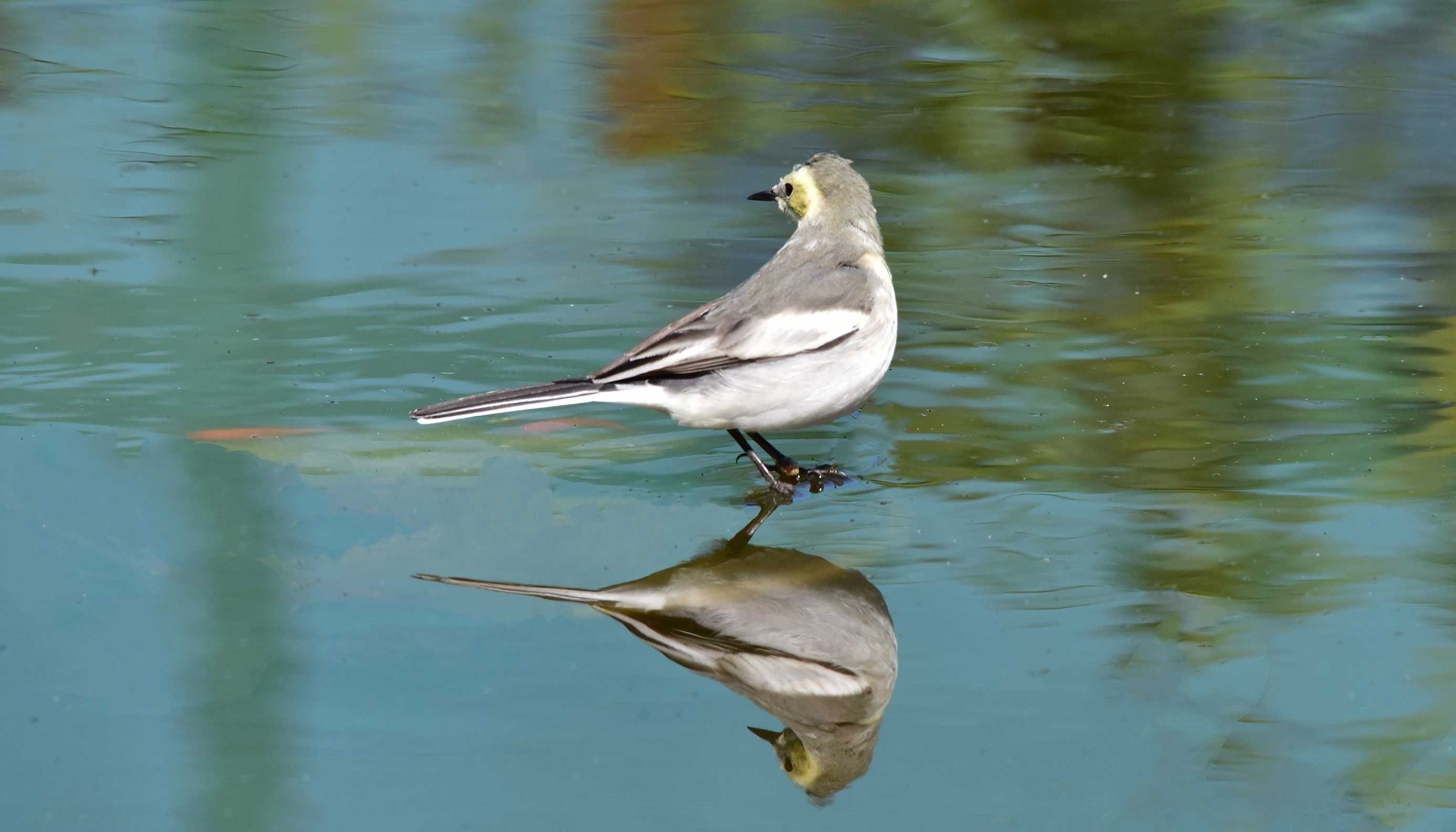 白鹡鸰母鸟图片图片