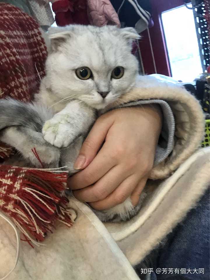 猫咪去世后 如何让自己不那么难过 知乎 猫咪去世后 如何让自己不那么难过 知乎