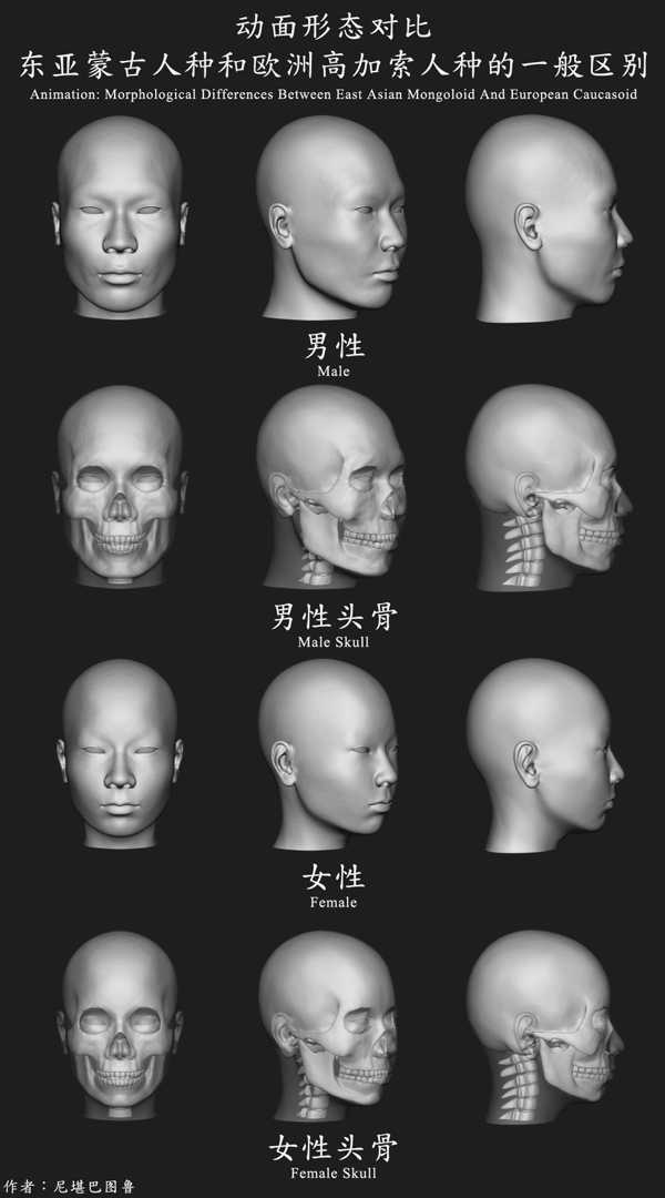 亚洲人欧洲人头骨对比图片