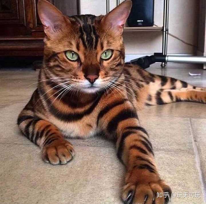 哪种猫长得最像老虎?
