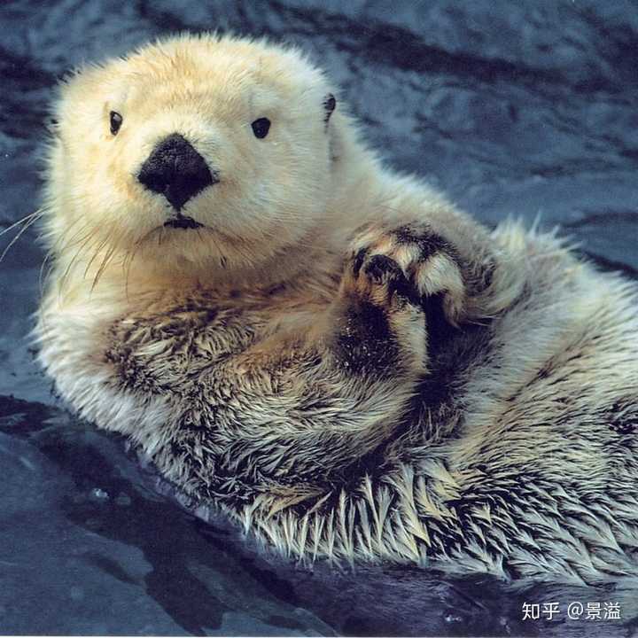 海狸 海獭 水豚 水獭分别有哪些区别 知乎 海狸 海獭 水豚 水獭分别有哪些区别 知乎