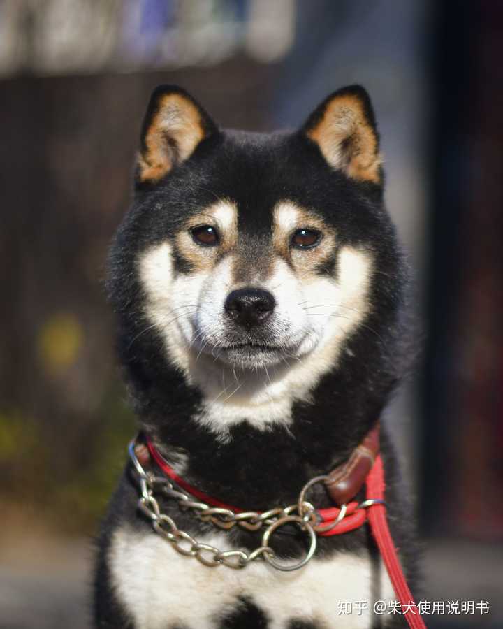 配色相当不错的黑柴弟弟,继承了它爸爸粗壮的骨骼和