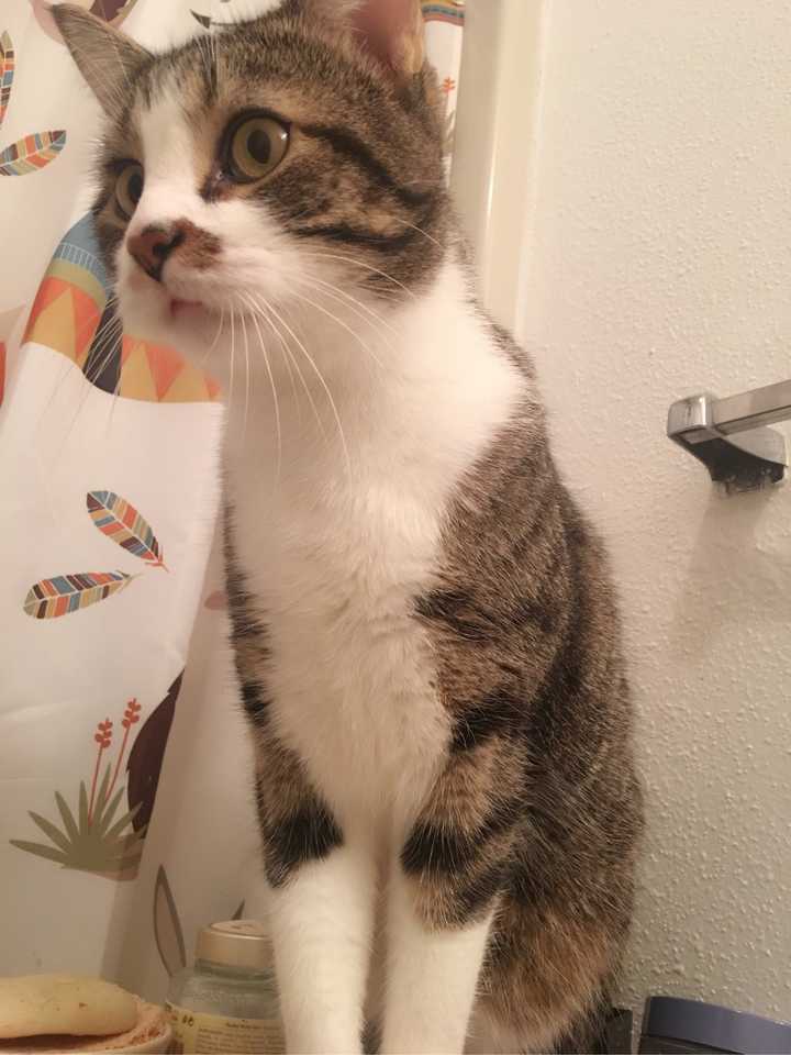 「养猫青年越来越多」是错觉吗,如果是现实的,又是什么原因在驱动这一