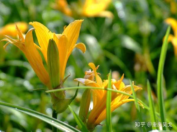 彼岸花 曼殊沙华 曼陀罗之间是什么关系 知乎 彼岸花 曼殊沙华 曼陀罗之间是什么关系 知乎