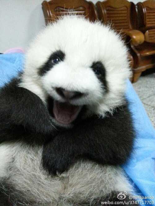 如何评价熊猫萌兰(萌三蛋)(>ω *)?