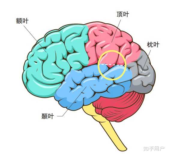 大脑右颞叶是指? - 知乎