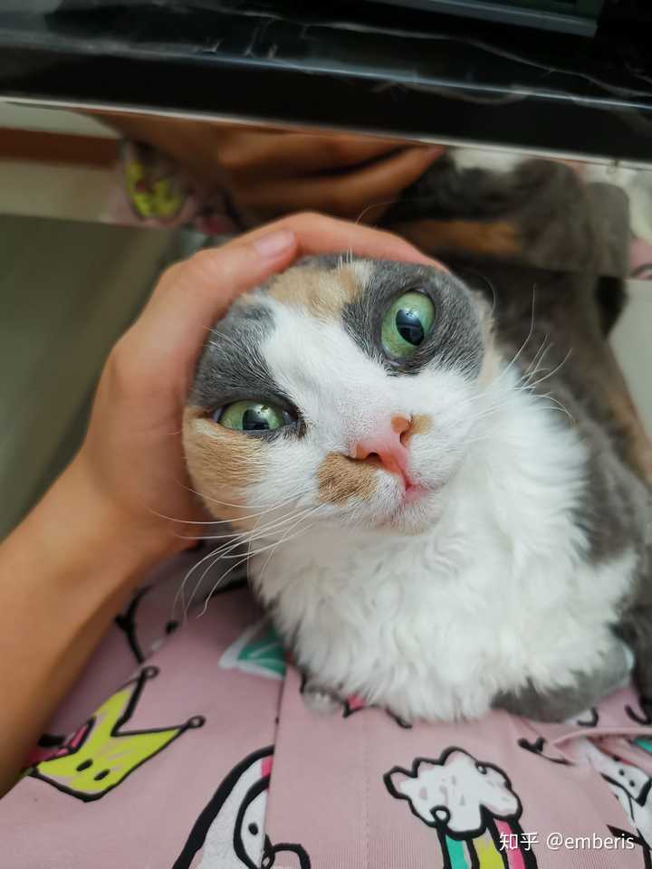 养德文卷毛猫是一种怎么样的体验 知乎