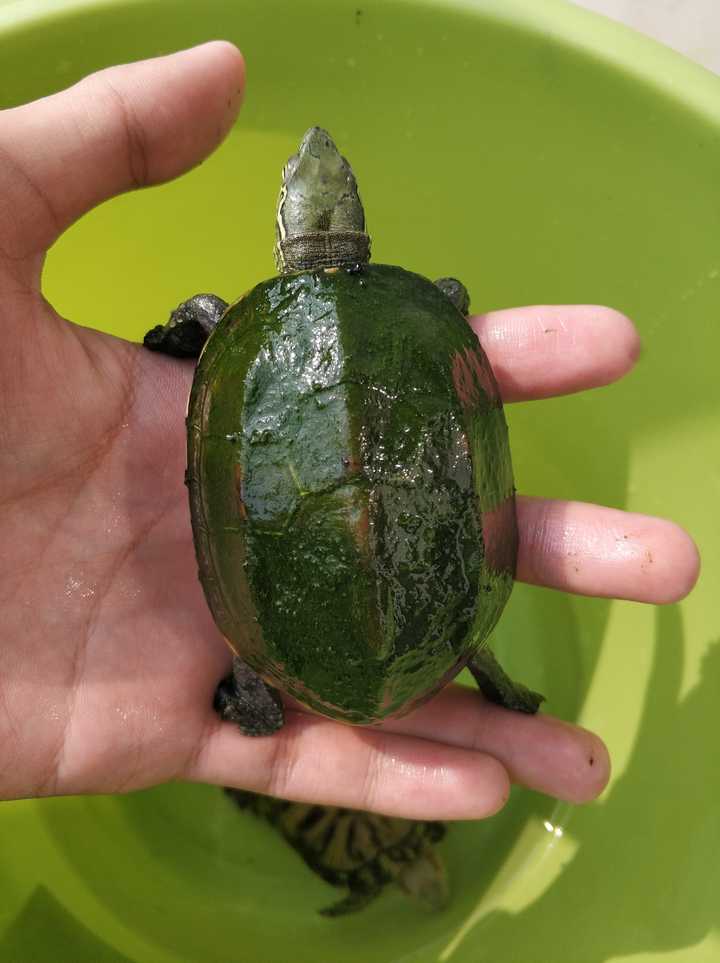 养的草龟,天气冷趴在水底一动不动,已经不需要喂食,人也懒了,背上长满