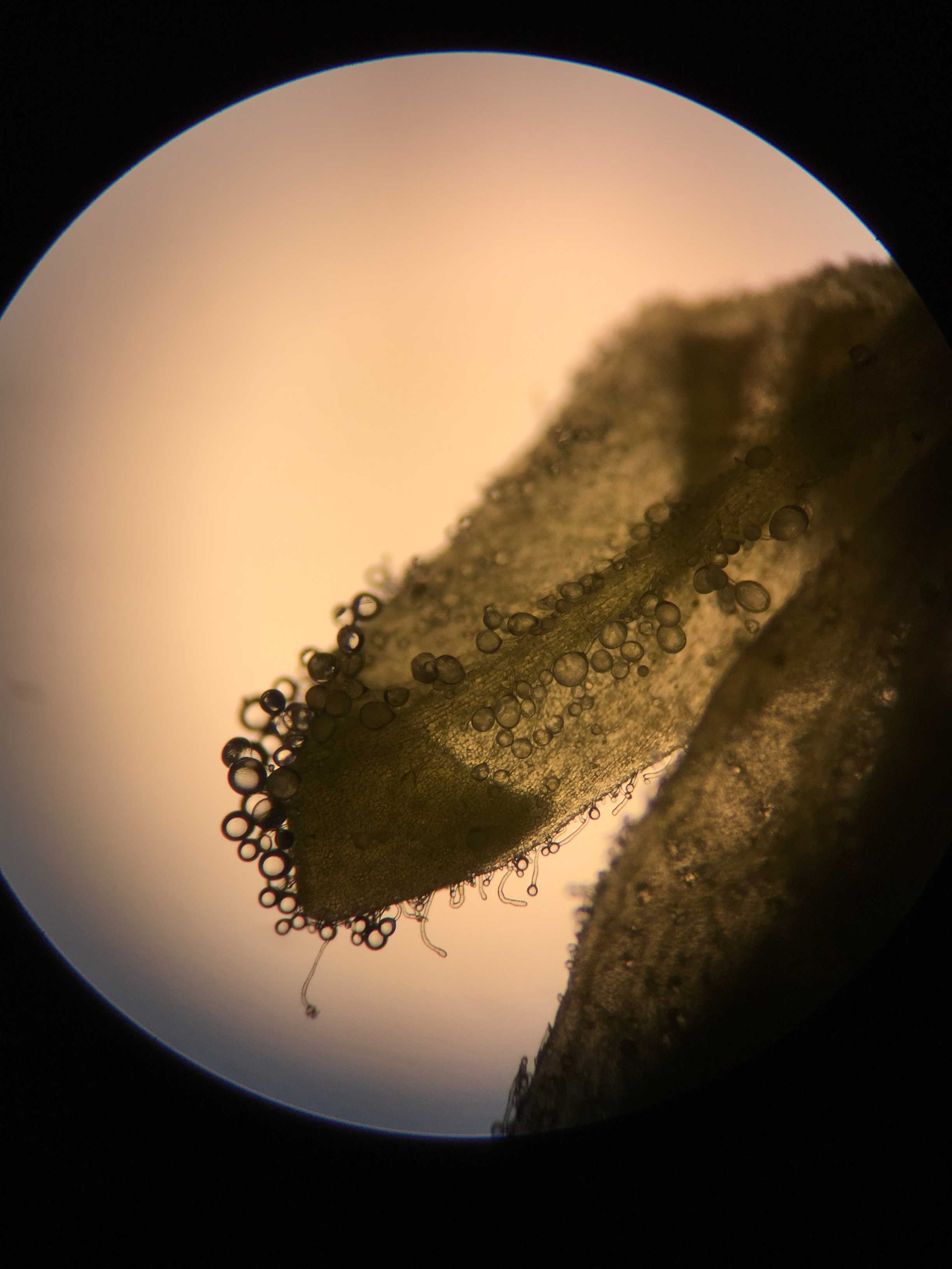 碘酒染色的葱表皮细胞,用高倍油镜能较清楚地观察细…  显示全部