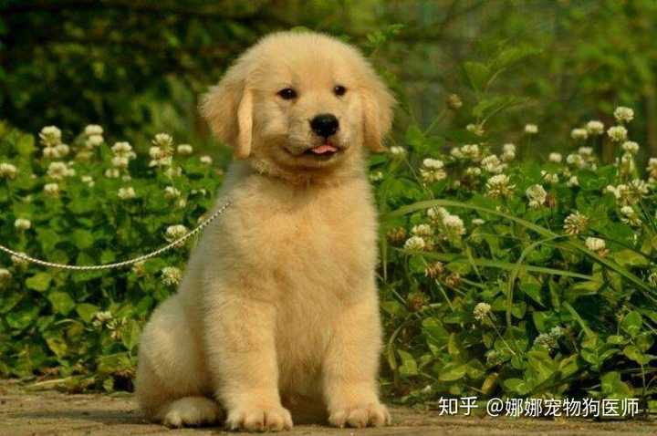 金毛 萨摩耶 阿拉斯加 边牧 这四种哪种适合第一次养狗的人 娜娜宠物狗医师的回答 知乎 金毛 萨摩耶 阿拉斯加 边牧 这四种哪种适合第一次养狗的人 娜娜宠物狗医师的回答 知乎