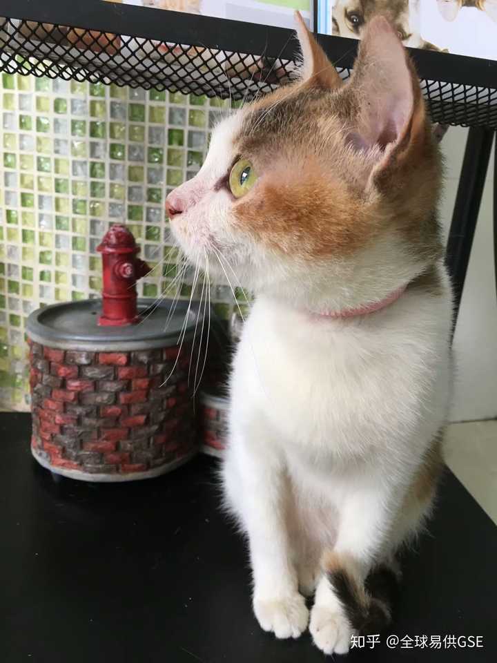 怎样才能彻底治愈猫癣 知乎