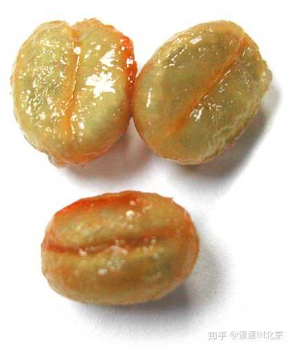 带著果胶和部份果肉的咖啡果核(也是种子)