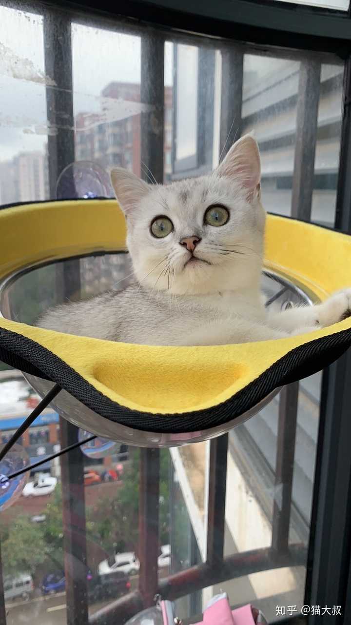 养猫新手 猫窝有必要入手吗 网上有的说猫一般不睡猫窝 知乎 养猫新手 猫窝有必要入手吗 网上有的说猫一般不睡猫窝 知乎