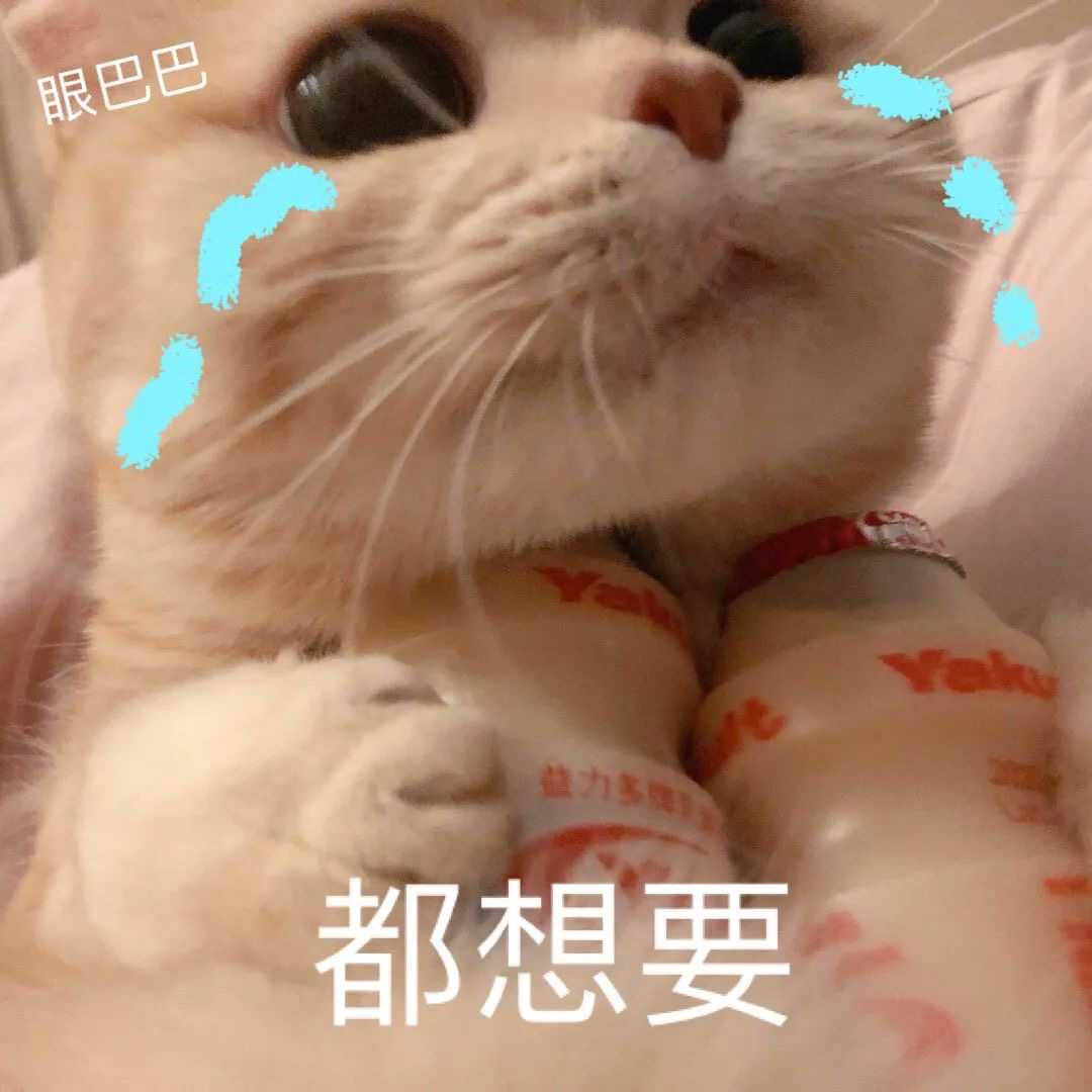 有没有猫抱着饮料的头像?