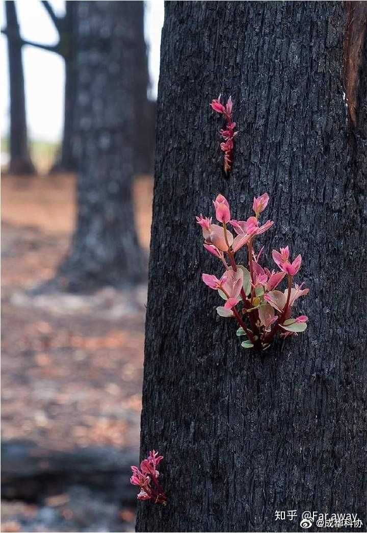 澳洲山火后发芽的焦黑枯木