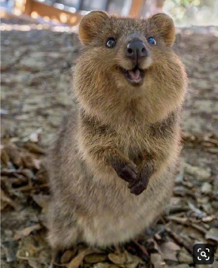 有没有瞬间让人感到开心的句子,图片或视频等?