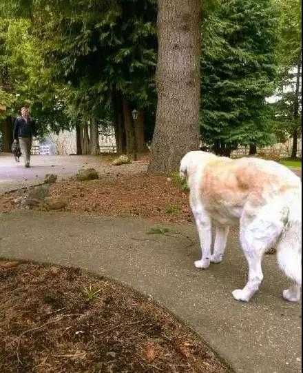 哪一瞬间让你觉得养一条狗特别幸福