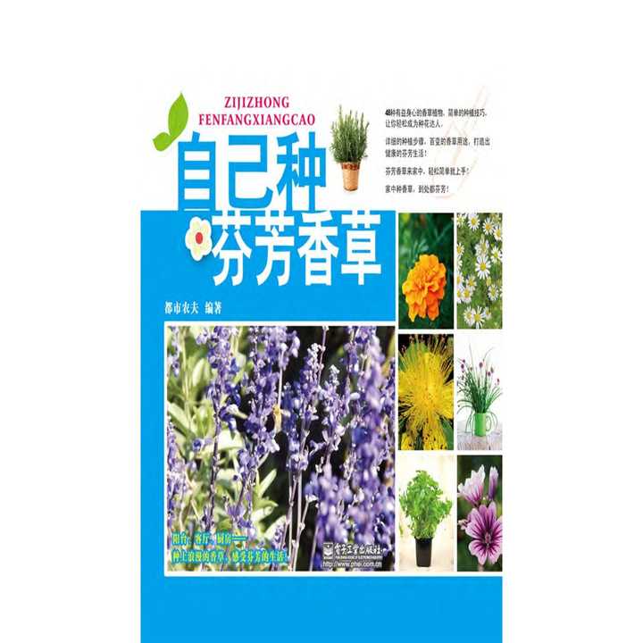 香草之韵——一部短剧的魅力世界，香草之韵，短剧的魅力世界
