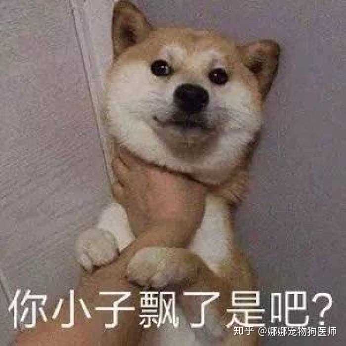 第一次养狗如何选择狗狗品种 知乎 第一次养狗如何选择狗狗品种 知乎