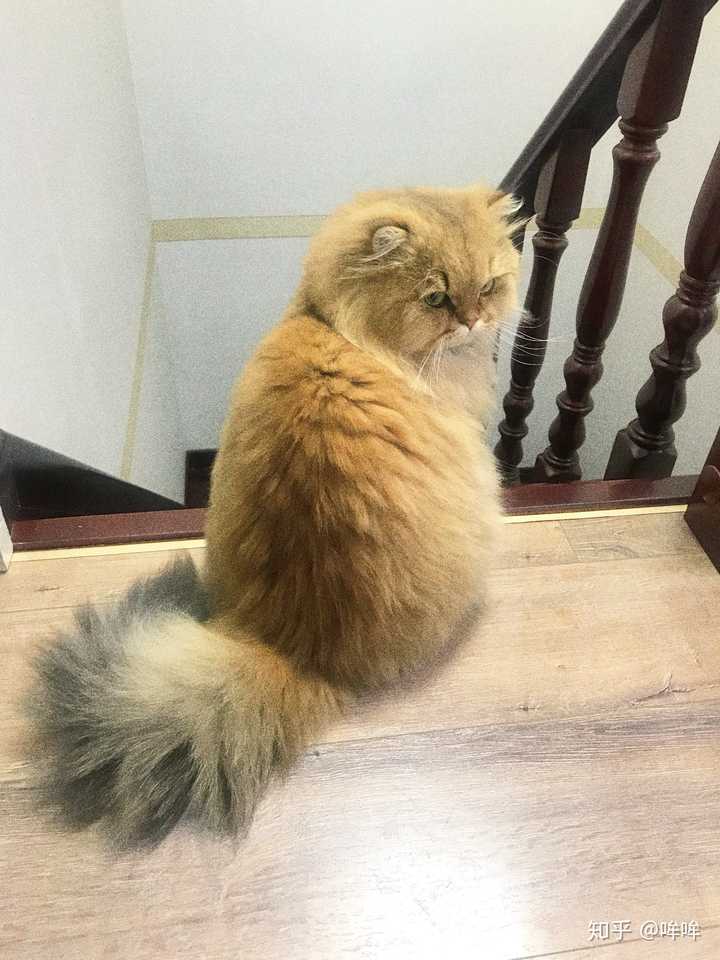 养金吉拉是怎样的体验?