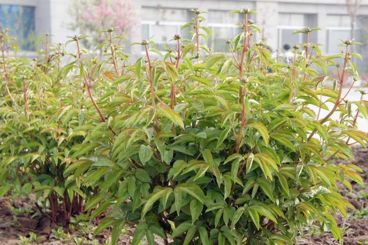 芍药的茎,丛生,也是鲜明到不能再鲜明的特点.